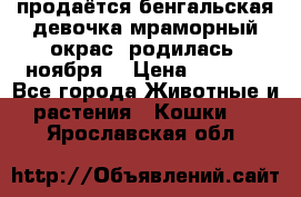 продаётся бенгальская девочка(мраморный окрас).родилась 5ноября, › Цена ­ 8 000 - Все города Животные и растения » Кошки   . Ярославская обл.